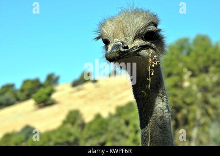 Strauß Gesicht Porträt Stockfoto