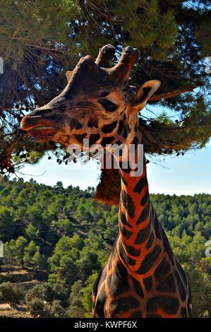 Portrait giraffe Nahaufnahme Stockfoto