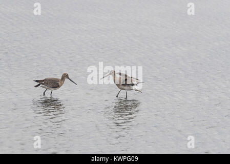 Zwei Black-Tailed Godwits (Cygnus olor), aggressiv zu einander verhalten Stockfoto