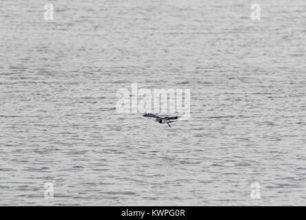 Ein Kiebitz (Vanellus vanellus) flying low über Wasser Stockfoto