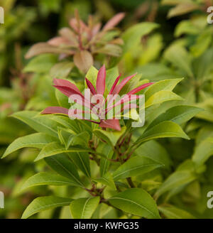 Ein Pieris Forest Flame Strauch schließt sich an. Stockfoto