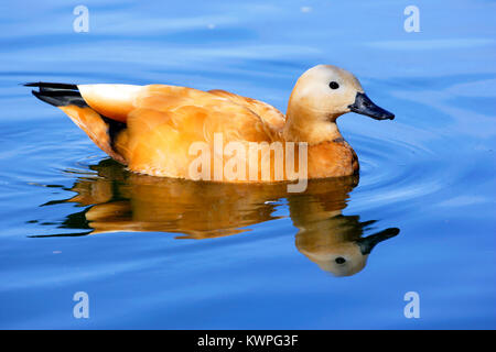 Ruddy Brandgans, weibliche Schwimmen im Teich, Reflexion in blue water Stockfoto