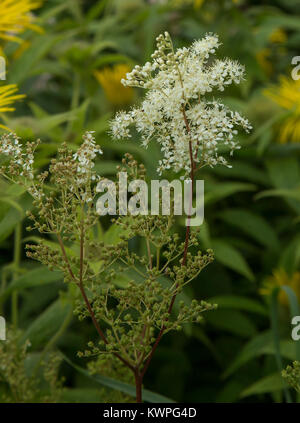 Filippendula Ulmaria (Meadowsweet) uk Stockfoto