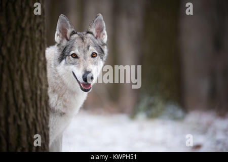 Wolf im Wald im Winter im Wald Stockfoto