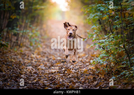 Springen hunter Hund sieht aus wie fliegende Tier Stockfoto