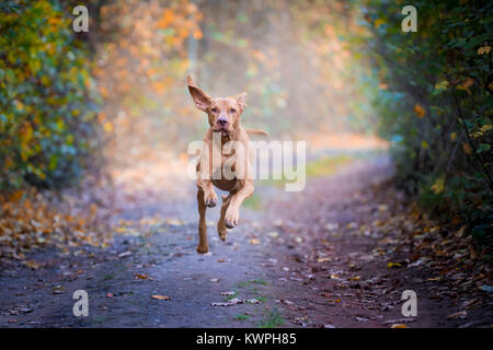 Springen hunter Hund sieht aus wie fliegende Tier Stockfoto