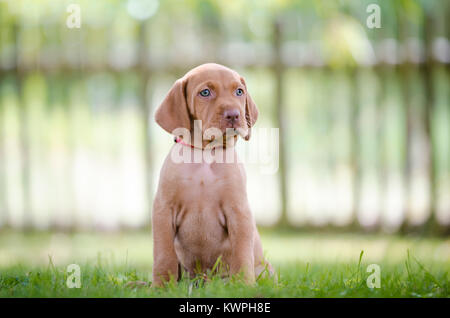 5 Woche alten Welpen von vizsla Hund Hund Stockfoto