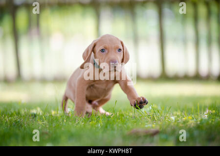 5 Woche alten Welpen von vizsla Hund Hund Stockfoto