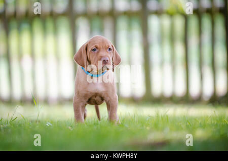 5 Woche alten Welpen von vizsla Hund Hund Stockfoto