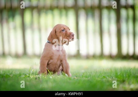 5 Woche alten Welpen von vizsla Hund Hund Stockfoto