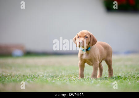 5 Woche alten Welpen von vizsla Hund Hund Stockfoto