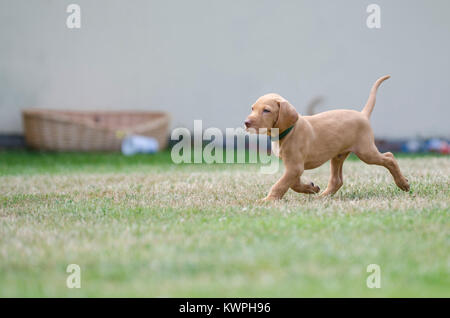 5 Woche alten Welpen von vizsla Hund Hund Stockfoto