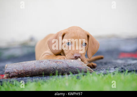 5 Woche alten Welpen von vizsla Hund Hund Stockfoto