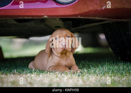 5 Woche alten Welpen von vizsla Hund Hund Stockfoto