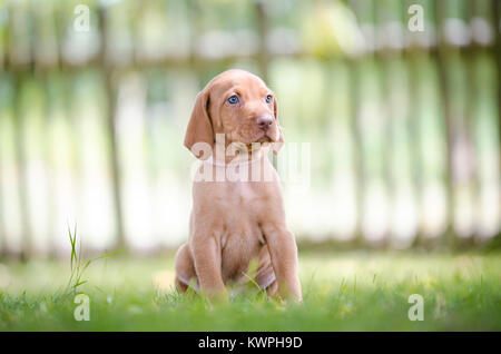 5 Woche alten Welpen von vizsla Hund Hund Stockfoto