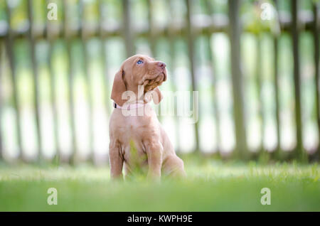 5 Woche alten Welpen von vizsla Hund Hund Stockfoto