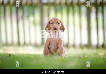 5 Woche alten Welpen von vizsla Hund Hund Stockfoto