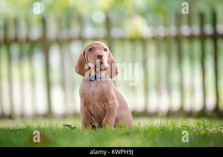 5 Woche alten Welpen von vizsla Hund Hund Stockfoto