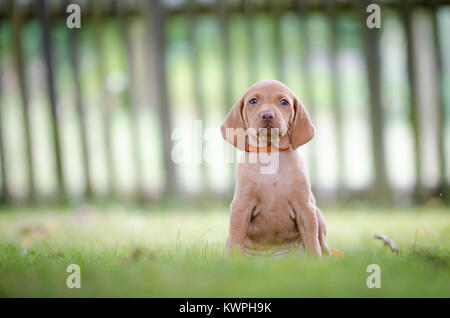 5 Woche alten Welpen von vizsla Hund Hund Stockfoto