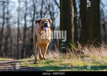 Tosa Inu kampf hund in Wald im Frühling Stockfoto