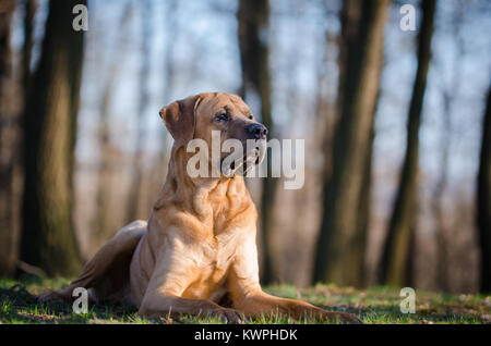 Tosa Inu kampf hund in Wald im Frühling Stockfoto