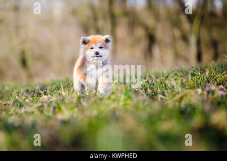Welpen von Akita Inu japan Hund im Frühling Stockfoto