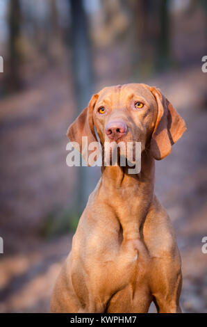 Ungarischer Windhund Hund portrain mitten im Wald Stockfoto