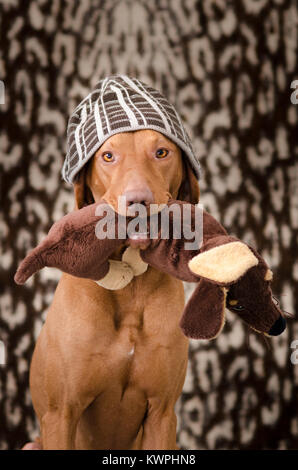 Portrait von lustigen ungarischen Bracke vizsla Hund in der Kappe auf dem Kopf Stockfoto