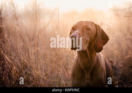 Ungarische bracke Zeiger vizsla Hund im Herbst Zeit im Feld Stockfoto