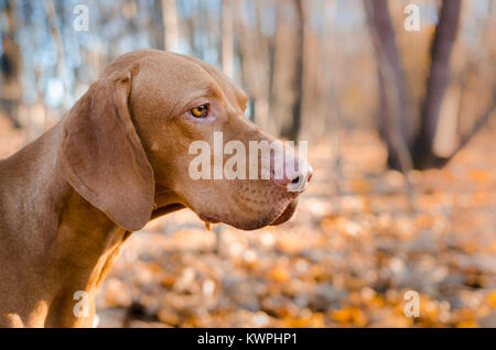 Ungarische bracke Zeiger vizsla Hund im Herbst Zeit im Feld Stockfoto