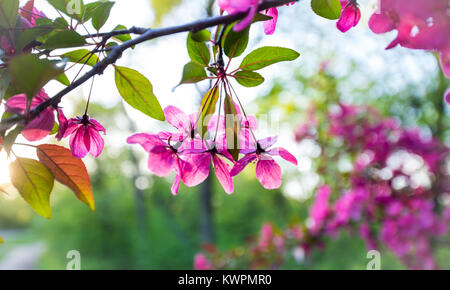 Horizontales Bild der Blüte crab apple tree, hell rosa, pink, violett und grün. zurück lit Frühling Foto, lebendigen Hintergrund mit Bokeh. Stockfoto