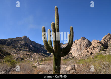 Mendoza Canyon, Coyote Mountains Wilderness Area, Sonoran Wüste, Arizona, USA, Stockfoto