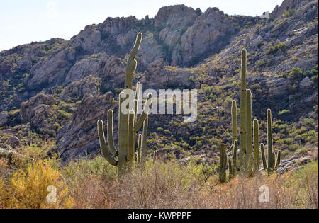 Mendoza Canyon, Coyote Mountains Wilderness Area, Sonoran Wüste, Arizona, USA, Stockfoto