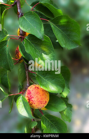 Reife Beeren Aprikosen auf einem Zweig. Natürliche Foto. Selektiver Fokus Stockfoto