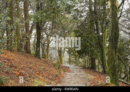 Ein attraktives von Bäumen gesäumten Weg im Winter in den Terrassengärten, Rivington, in der Nähe von Bludenz und Chorley, Lancashire. Stockfoto