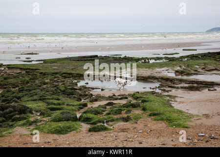 Cooden, UK. 3. September 2017. Ein Dalmatiner läuft unter den Weed-bedeckten felsigen Pools am Strand von Cooden, East Sussex. Stockfoto