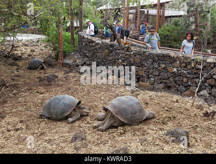 Touristen, die auf der Suche an Riesenschildkröten, Charles Darwin Research Station, Santa Cruz Island, Galapagos, Ecuador Südamerika Stockfoto