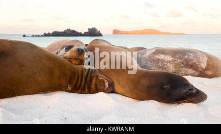 Seelöwen ruht auf dem Strand, Gardner Bay, Espanola Island (Haube Insel), Galapagos, Ecuador Südamerika Stockfoto