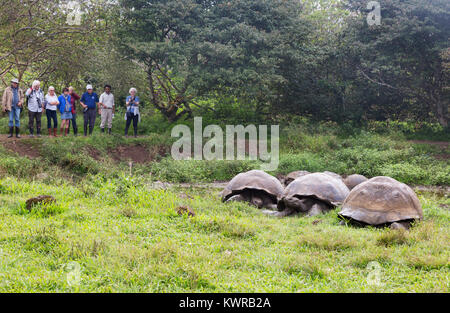 Touristen, die auf der Suche auf eine Gruppe von Riesenschildkröten, El Chato Ranch, Santa Cruz Island, Galapagos Ecuador Südamerika Stockfoto