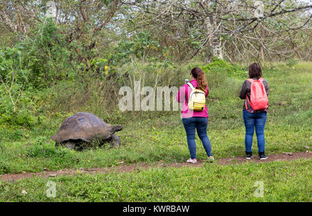 Galapagos-Inseln, Touristen, die eine Riesenschildkröte fotografieren, Santa Cruz, Galapagos-Inseln, Ecuador Südamerika Stockfoto