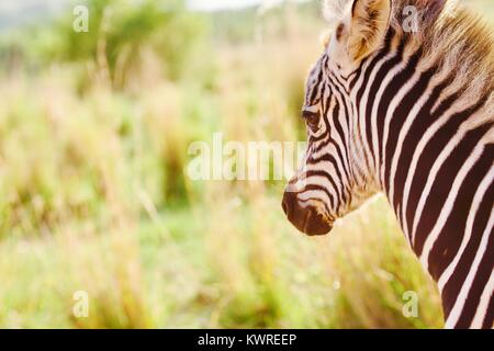 Tiere auf Safari Stockfoto