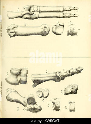 Diese Platte aus „Recherches sur les ossemens Fossiles de quadrupèdes“ konzentriert sich auf die fossilen Überreste von Vierbeiner und bietet Einblicke in die anatomischen und evolutionären Merkmale der ausgestorbenen Arten. Stockfoto