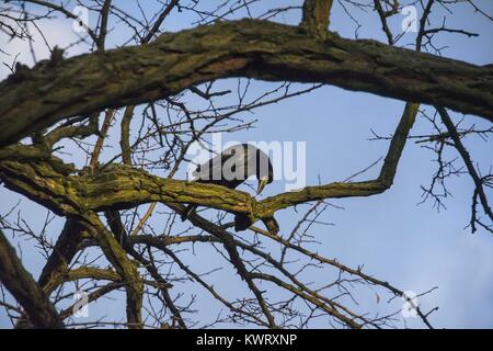 Posen, Großpolen, Polen. 5 Jan, 2018. Januar 5, 2018 - Poznan, Polen - Morgen Aktivität von Corvids (corvidae) in der Stadt. Im Bild: saatkrähe (Corvus frugilegus) mit Walnuss. Credit: Dawid Tatarkiewicz/ZUMA Draht/Alamy leben Nachrichten Stockfoto