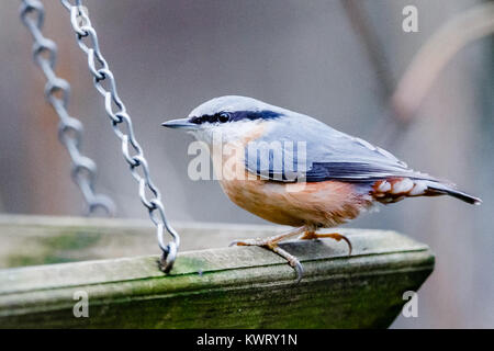 Bargteheide, Deutschland. 05 Jan, 2018. Ein Kleiber (Sitta europaea) auf einem feststoffeintrag in einem Garten in Bargteheide, Deutschland, 05. Januar 2018 sitzen. Der Naturschutzbund Deutschland (NABU) fordert, dass die Anzahl der Vögel im Winter am Wochenende (05. bis 07. Januar). Die "Stunde der Winter Vögel' ist Deutschlands größte wissenschaftliche praktische Tätigkeit. Quelle: Markus Scholz/dpa/Alamy leben Nachrichten Stockfoto