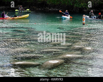 Crystal River, Florida, USA, 5. Januar 2018. Kalte Temperaturen an der Westküste von Florida manatees verursachen (Trichechus Manatus) Tierheim in warmen, geschützten Bereichen wie die Federn bei "Drei Schwestern." Im Allgemeinen ein Mehr einsame Kreatur, Massen der Seekühe, die sich um die 74F Federn weist auch im Winter eco-Touristen in diese normalerweise recht Teil des Staates. Credit: Cecile Marion/Alamy leben Nachrichten Stockfoto