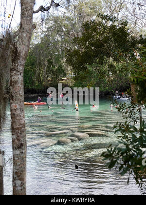 Crystal River, Florida, USA, 5. Januar 2018. Kalte Temperaturen an der Westküste von Florida manatees verursachen (Trichechus Manatus) Tierheim in warmen, geschützten Bereichen wie die Federn bei "Drei Schwestern." Im Allgemeinen ein Mehr einsame Kreatur, Massen der Seekühe, die sich um die 74F Federn weist auch im Winter eco-Touristen in diese normalerweise recht Teil des Staates. Credit: Cecile Marion/Alamy leben Nachrichten Stockfoto