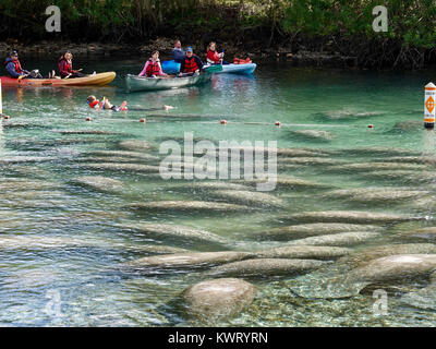 Crystal River, Florida, USA, 5. Januar 2018. Kalte Temperaturen an der Westküste von Florida manatees verursachen (Trichechus Manatus) Tierheim in warmen, geschützten Bereichen wie die Federn bei "Drei Schwestern." Im Allgemeinen ein Mehr einsame Kreatur, Massen der Seekühe, die sich um die 74F Federn weist auch im Winter eco-Touristen in diese normalerweise recht Teil des Staates. Credit: Cecile Marion/Alamy leben Nachrichten Stockfoto