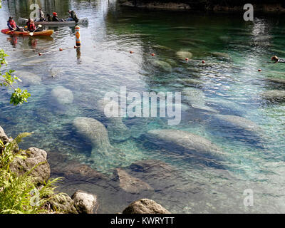 Crystal River, Florida, USA, 5. Januar 2018. Kalte Temperaturen an der Westküste von Florida manatees verursachen (Trichechus Manatus) Tierheim in warmen, geschützten Bereichen wie die Federn bei "Drei Schwestern." Im Allgemeinen ein Mehr einsame Kreatur, Massen der Seekühe, die sich um die 74F Federn weist auch im Winter eco-Touristen in diese normalerweise recht Teil des Staates. Credit: Cecile Marion/Alamy leben Nachrichten Stockfoto