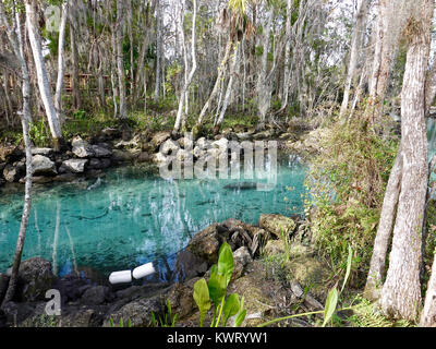 Crystal River, Florida, USA, 5. Januar 2018. Kalte Temperaturen an der Westküste von Florida manatees verursachen (Trichechus Manatus) Tierheim in warmen, geschützten Bereichen wie die Federn bei "Drei Schwestern." Im Allgemeinen ein Mehr einsame Kreatur, Massen der Seekühe, die sich um die 74F Federn weist auch im Winter eco-Touristen in diese normalerweise recht Teil des Staates. Credit: Cecile Marion/Alamy Leben Nachrichten. Manatee bewegt sich nach unten, die Drei Schwestern Federn Kanal in Richtung Pass in Kristall. River. Stockfoto