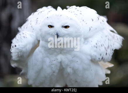 Eine Schnee-eule ist Streching ihre Flügel im Zoo in Dresden, Deutschland, 4 Januyr 2018. Foto: Monika Skolimowska/dpa-Zentralbild/dpa Stockfoto